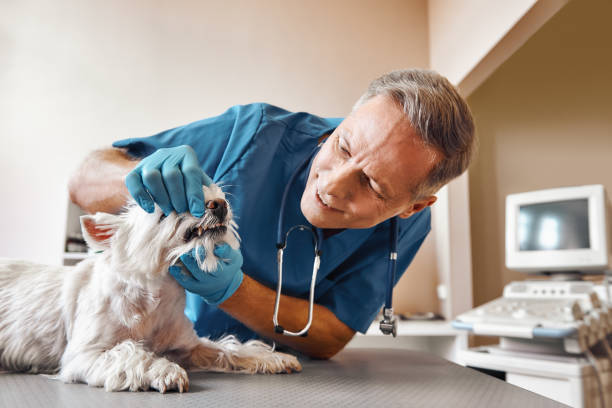 Best Emergency Root Canal Therapy in Clever, MO